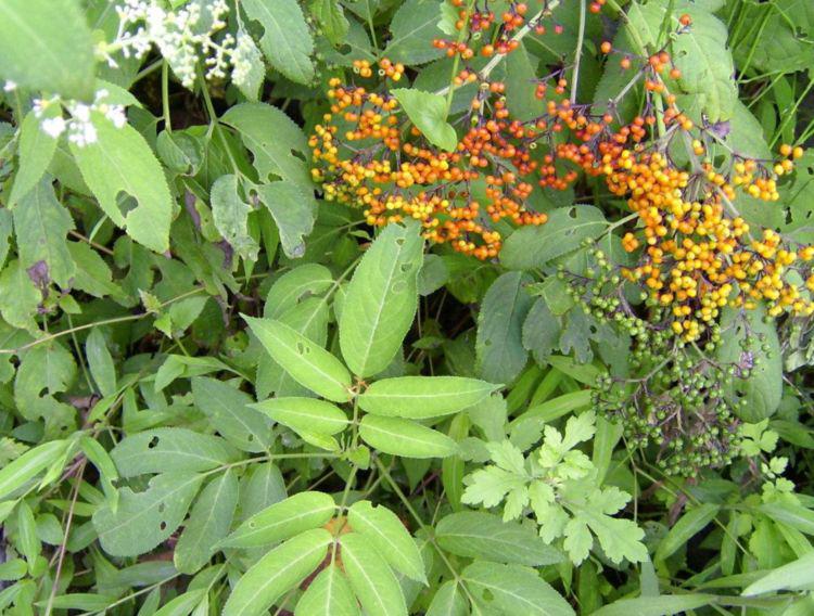 样子高大上像极枸杞,实则名叫"马尿烧",这种野草