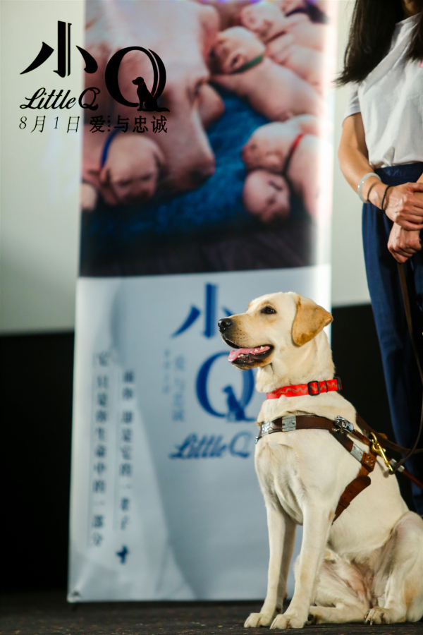 电影《小q》:导盲犬事业需要社会更多关注