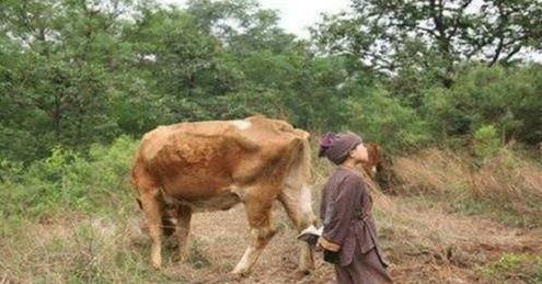 朱元璋给地主家放牛时偷吃了牛,为何把牛尾巴塞到石头缝里?