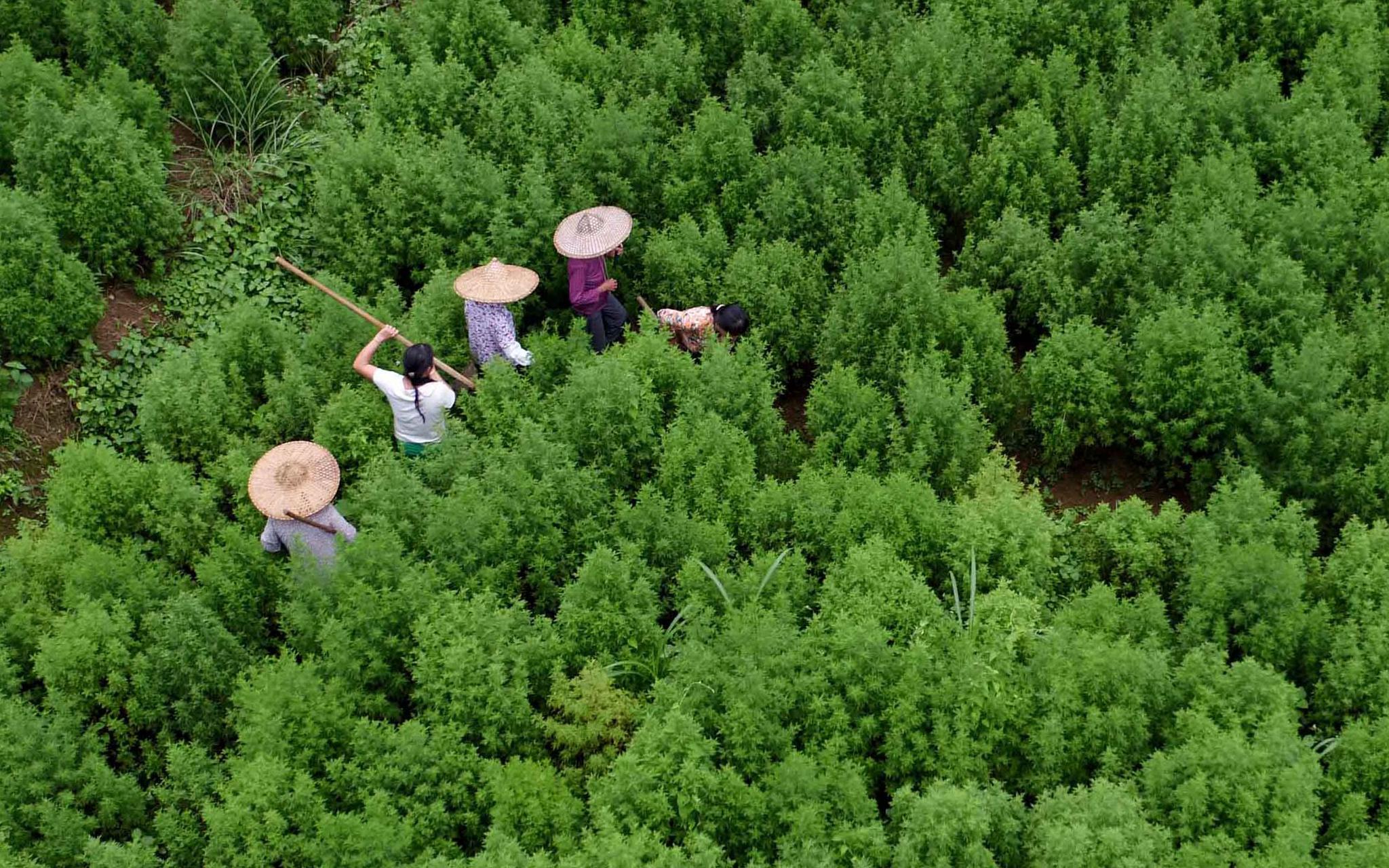 屠呦呦研究的青蒿素原材料青蒿也是贫困户致富草