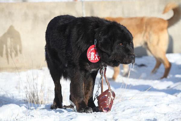 哈发克牧羊犬又名天山獒,起源于新疆地区,基因稳定,血统纯正.