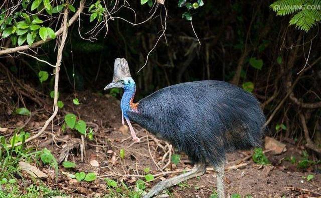 世界上最危险的鸟类——食火鸡|南方|食火鸡|鸟类_新浪新闻