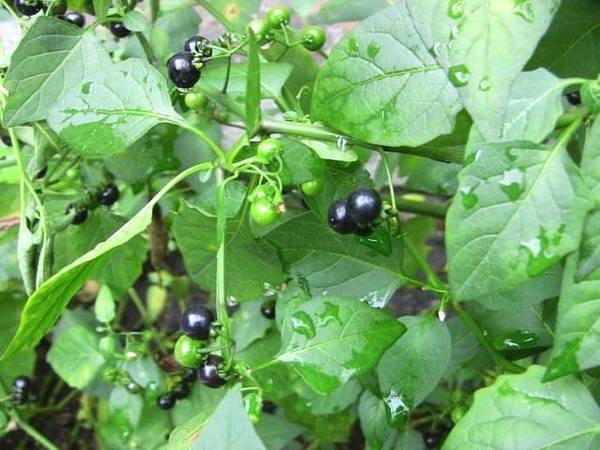 新浪看点#这"小黑果"野地很常见,样子像葡萄,价值