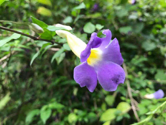 硬枝老鸭嘴居然是一种盆栽听上去很丑陋实际上开花很惊艳