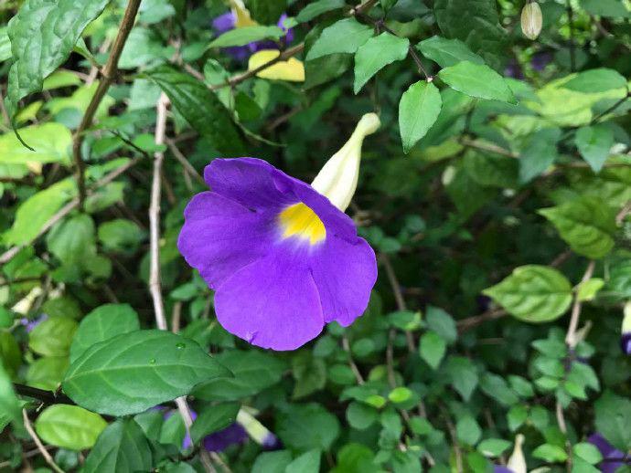 硬枝老鸭嘴居然是一种盆栽听上去很丑陋实际上开花很惊艳