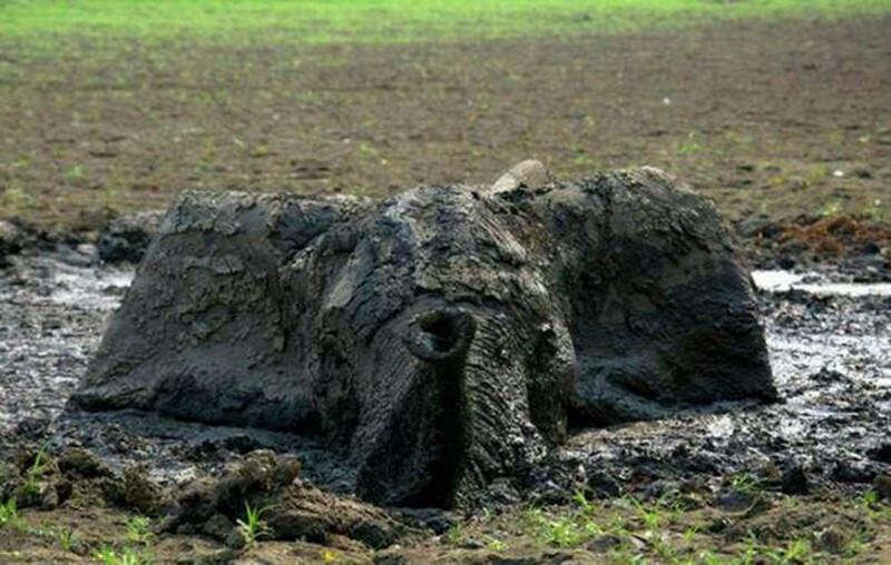 小象不慎陷入泥潭,暴晒四天,人们辛苦救出后却面临残酷