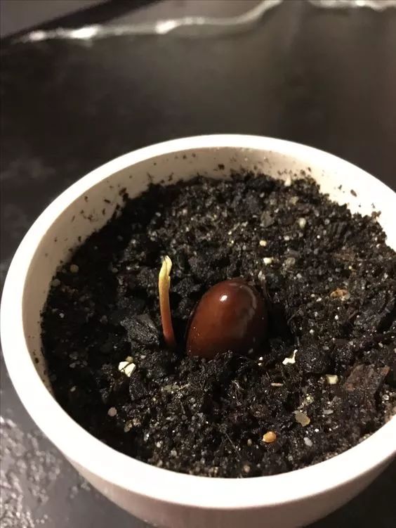 玉米棒子插水里,7天冒出小森林!这些种子养成盆栽原来这么美