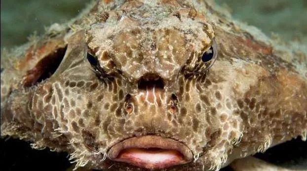 世界上最丑的鱼 不能吃的,就算是能吃,它的身体内也没有肉