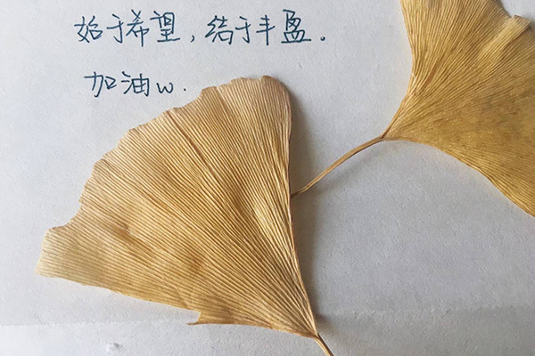 在北京上学的学姐寄信给源源，内附银杏叶。