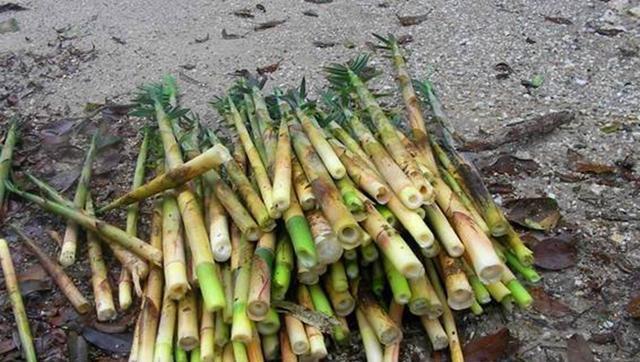 农村这种野笋,口感极好,很多城里人都没吃过,春天错过再等一年