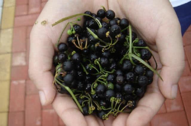 黑色的,有花友将它称之为"小浆果",不知道花友们都怎么称呼这种果子的