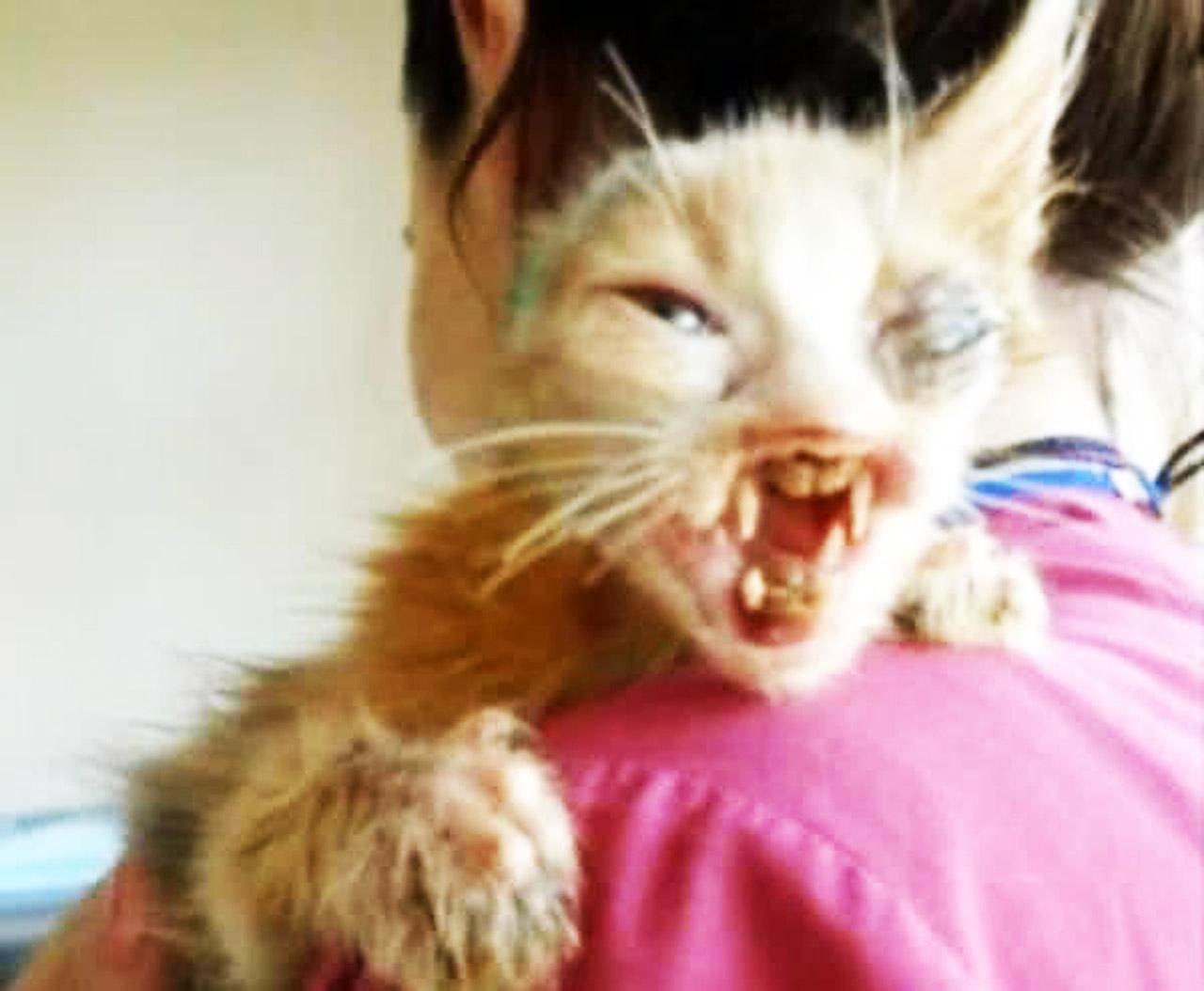 丑到吓人的流浪猫全身长满蛆虫小女孩却让遗弃它的人后悔莫及