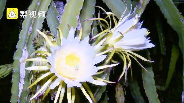 丽达玫瑰,几朵花多可以拍出大片的感觉