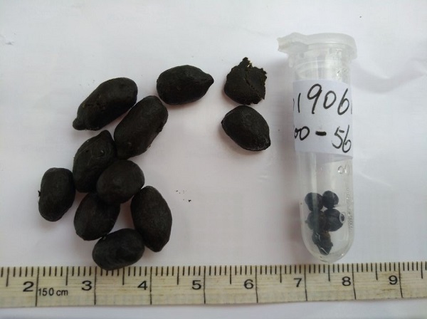 上海动物园乡土动物区首传喜讯申城土著獐家族喜添4只小宝宝