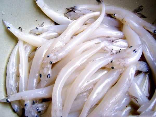 丹东特有的面条鱼曾经被当地人认为最不值钱的鱼种