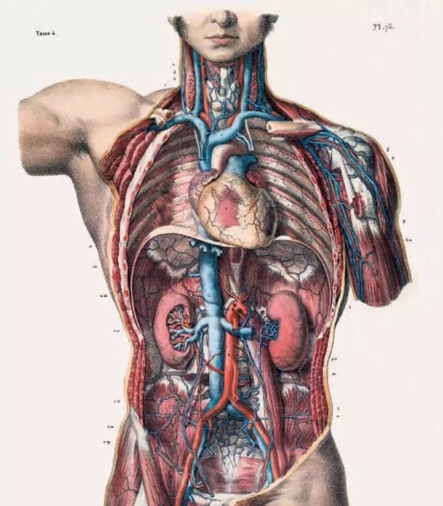 我就不信 只有我一个人想试试人体解剖 财经头条 我就不信 只有我一个人想试试人体解剖 财经头条