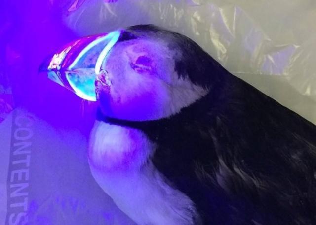 英国的一种鸟鸟喙在紫外线照射下会发出蓝色荧光