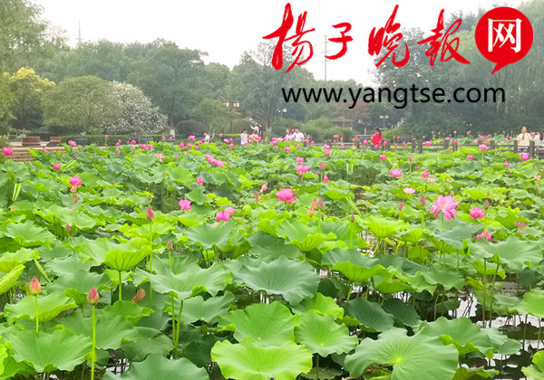 常州花情15号龙城梅雨季 荷 处好听雨 新浪新闻 常州花情15号龙城梅雨季 荷 处好听雨 新浪新闻