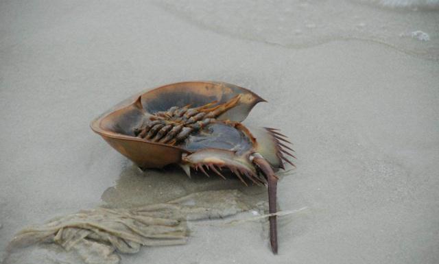 在泰国却成了下酒菜,而且价格也不高|野生动物|保护动物|鲎_新浪新闻