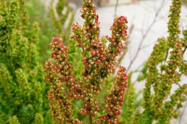 这种野菠菜割完玉米地就出来营养价值高很少见