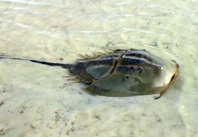 在泰国却成了下酒菜,而且价格也不高|野生动物|保护动物|鲎_新浪新闻