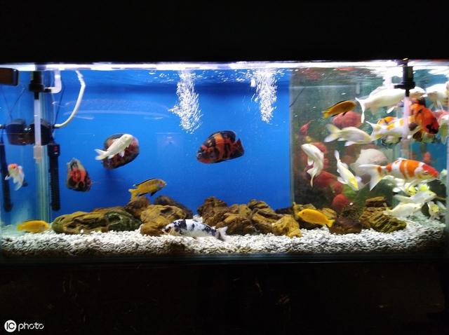 教你几招,不用勤换水,鱼缸也清澈无比