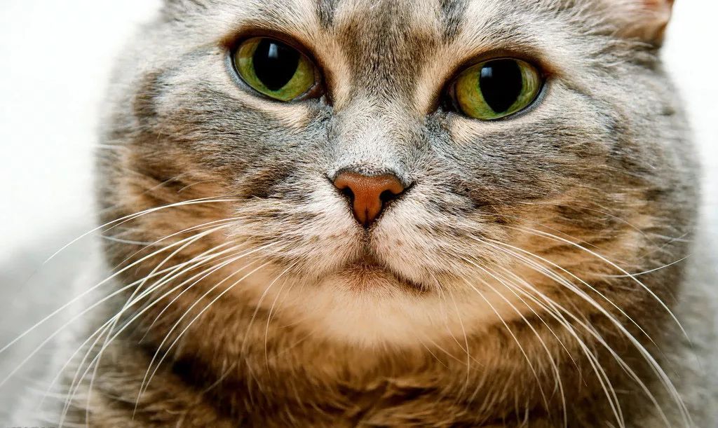 猫胡子有什么用处?可以用它给猫咪表白哦!