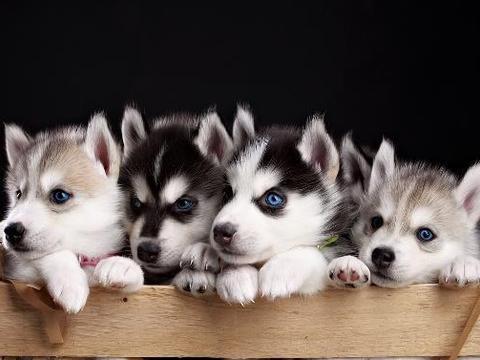 幼犬患分离焦虑症并不少见 铲屎官应该如何帮它治疗分离焦虑症