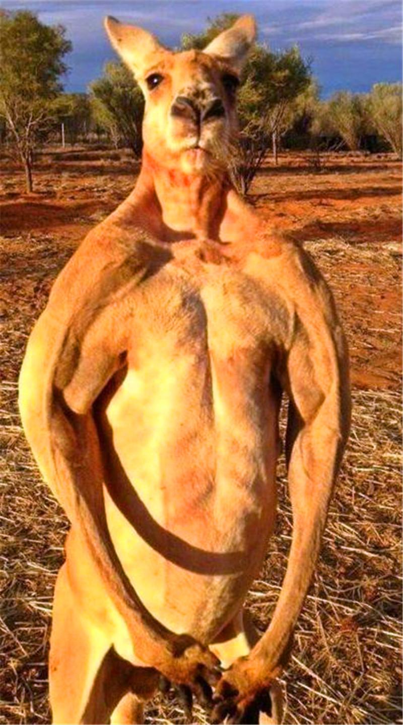 袋鼠狠狠踩了男子一脚后逃跑男子追上它的时候感到莫名脚软