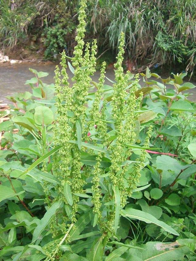 这种野菠菜割完玉米地就出来营养价值高很少见