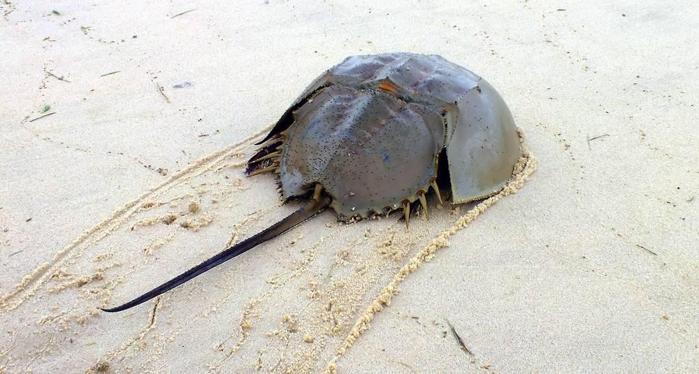 在泰国却成了下酒菜,而且价格也不高|野生动物|保护动物|鲎_新浪新闻