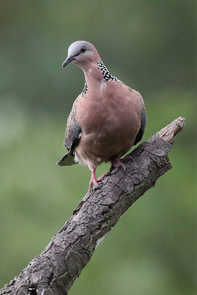 读点|济南的高楼林立中,又闻懵懂闯入的它在咕咕叫|斑鸠|大明湖_新浪