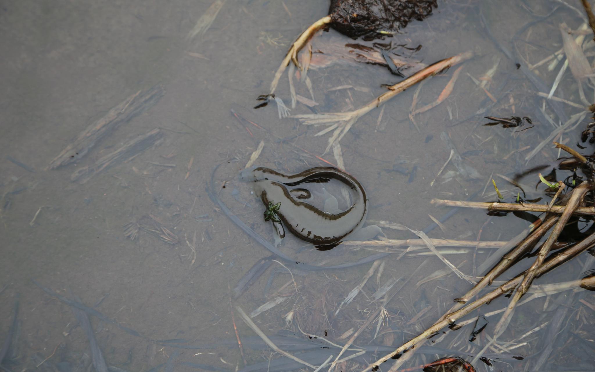 1300米的高山上100余尾安吉小鲵回家了