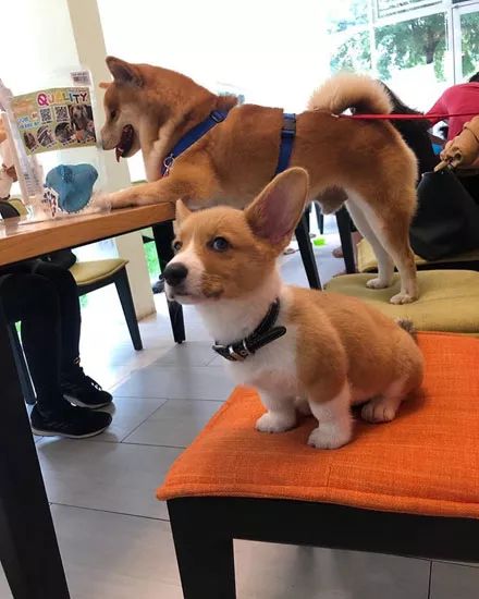 柯基和柴犬拍合照柴犬笑得像个二傻子柯基却一脸高冷