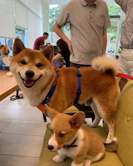 柯基和柴犬拍合照柴犬笑得像个二傻子柯基却一脸高冷