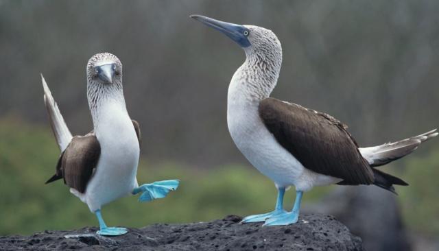 加拉帕戈斯群岛,再往南到秘鲁,蓝脚鲣鸟是生活在东太平洋海岸的一种