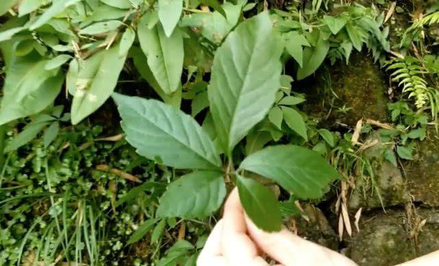 农村里少见的五叶绞股蓝素有南方人参之称晒干拿来泡水喝