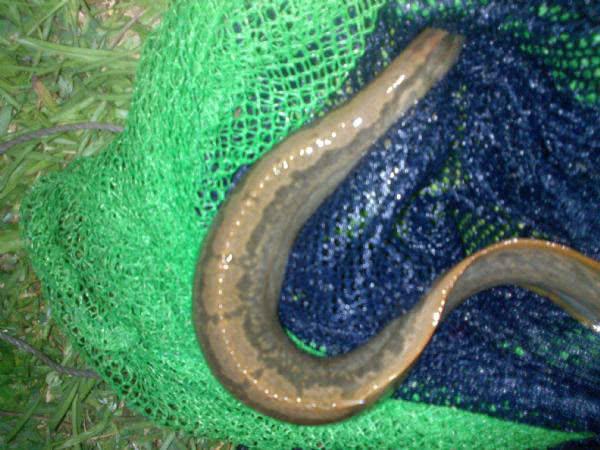 此鱼各地方叫法都不相同,海南话叫"嘎啦堆"|鳅|嘎啦|海南话_新浪新闻