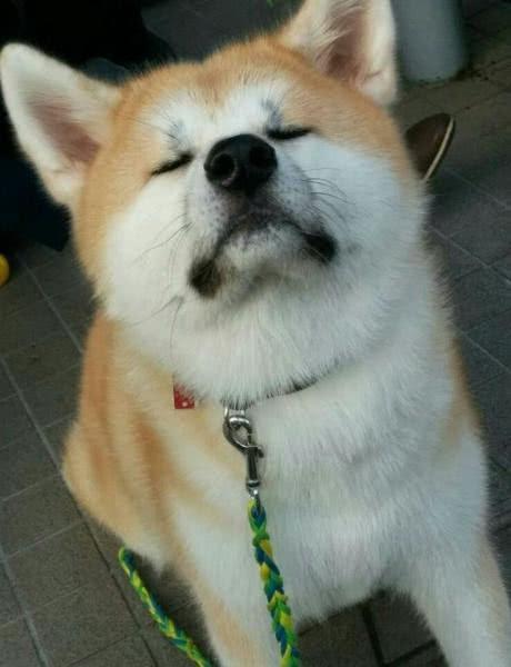 还有多少人分不清柴犬和秋田五个小诀窍让你一眼分辨出来