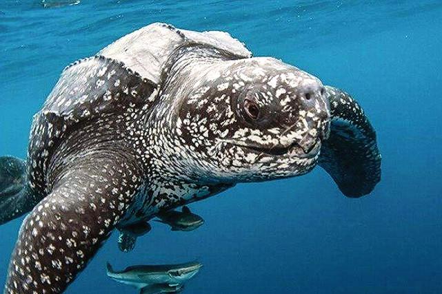 最大的海龟图片