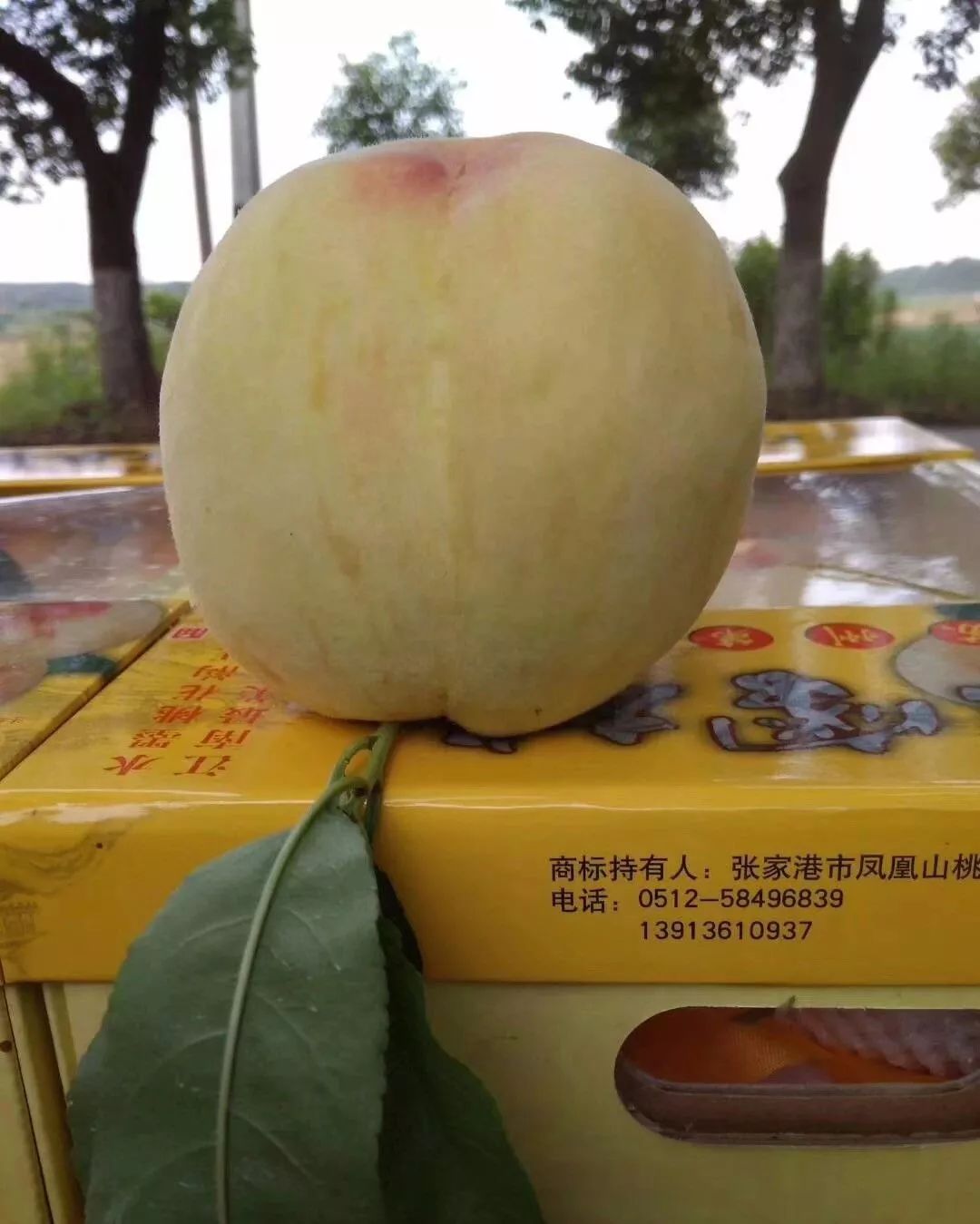 无锡阳山新产季水蜜桃首发 - 中国水果门户
