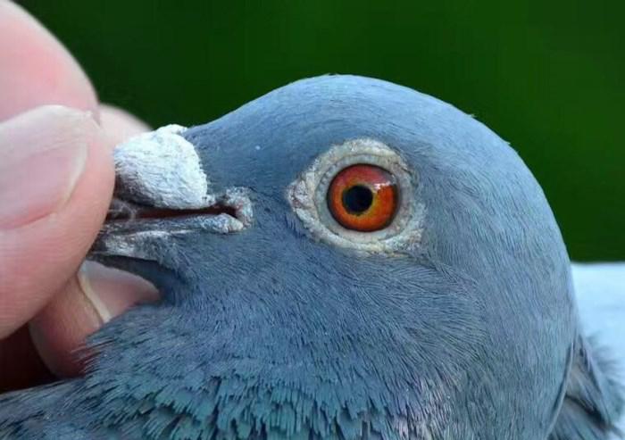 那些你不了解的学问,赛鸽的头部可以看出这些|鸽子|赛鸽|头型_新浪