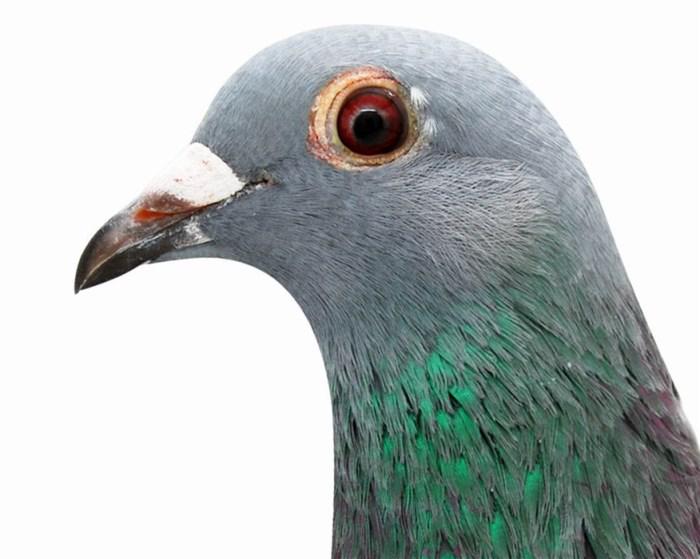 那些你不了解的学问,赛鸽的头部可以看出这些|鸽子|赛鸽|头型_新浪