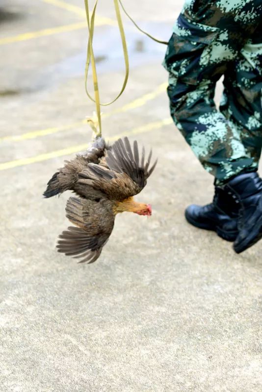 蟒蛇赖在豪车底盘不走武警守三天三夜用这招引蛇出洞