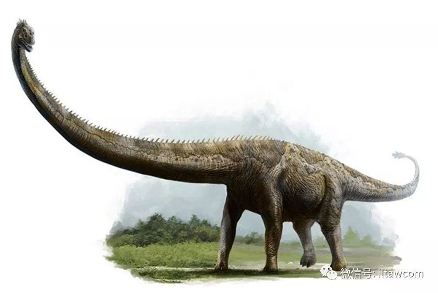 体型最巨大的陆地动物之一阿根廷龙