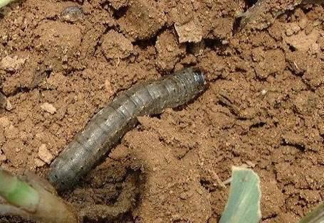 玉米地生虫子,名叫"地老虎",巧用3妙招,轻松灭害虫