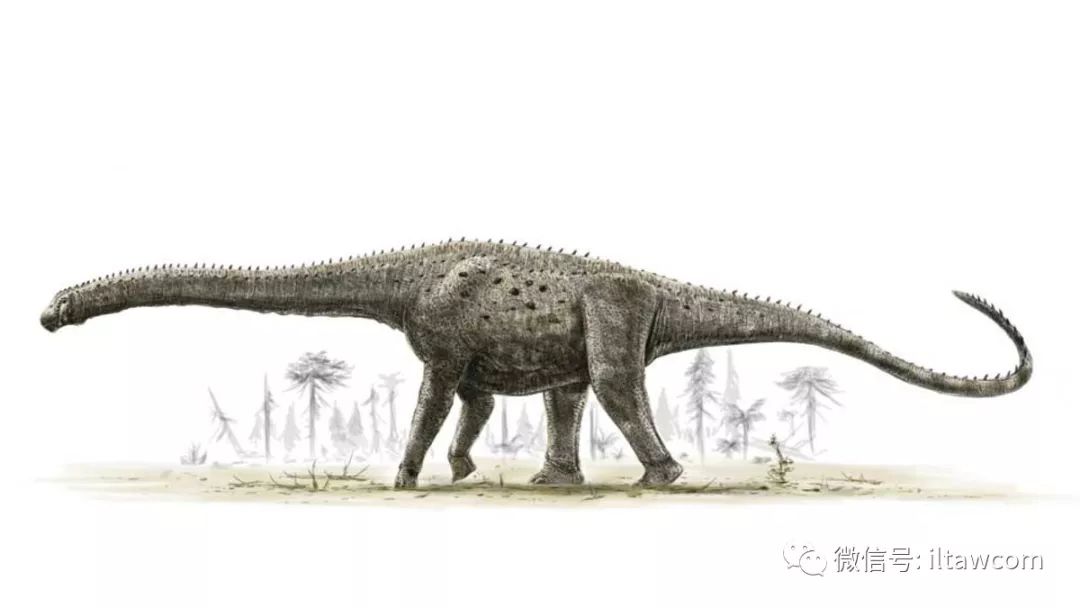 体型最巨大的陆地动物之一阿根廷龙