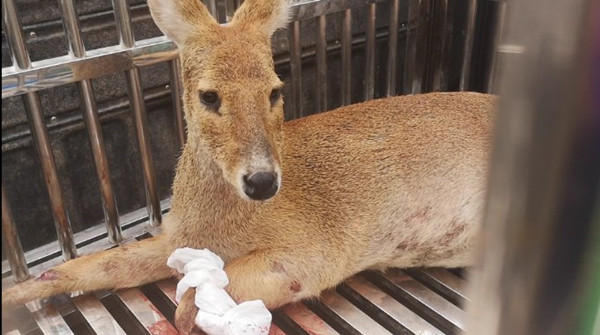 一只獐子跑出南京老山,疑被车撞伤后幸被民警救助