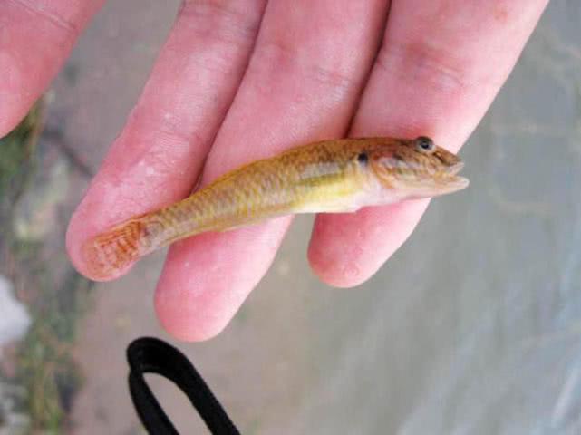 模样像鲶鱼,身上有花斑,钓鱼人又爱又恨的"爬地虎"鱼