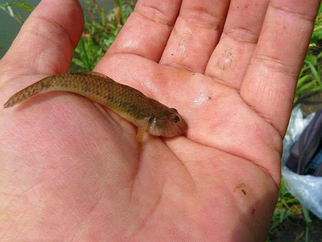 模样像鲶鱼,身上有花斑,钓鱼人又爱又恨的"爬地虎"鱼
